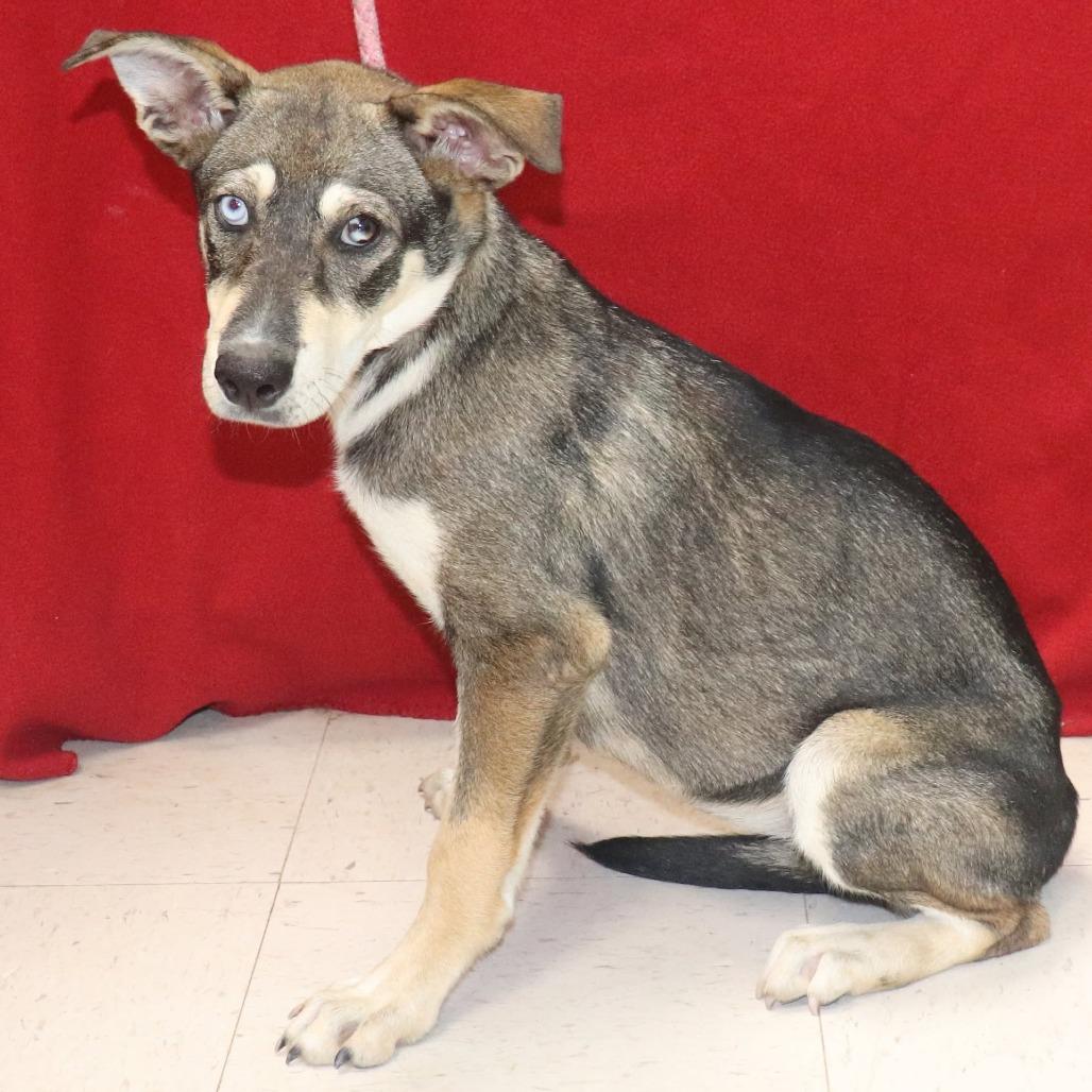 Enlarge Arabella, a Adoptable mixed breed in Bartlett, TN image 1/6