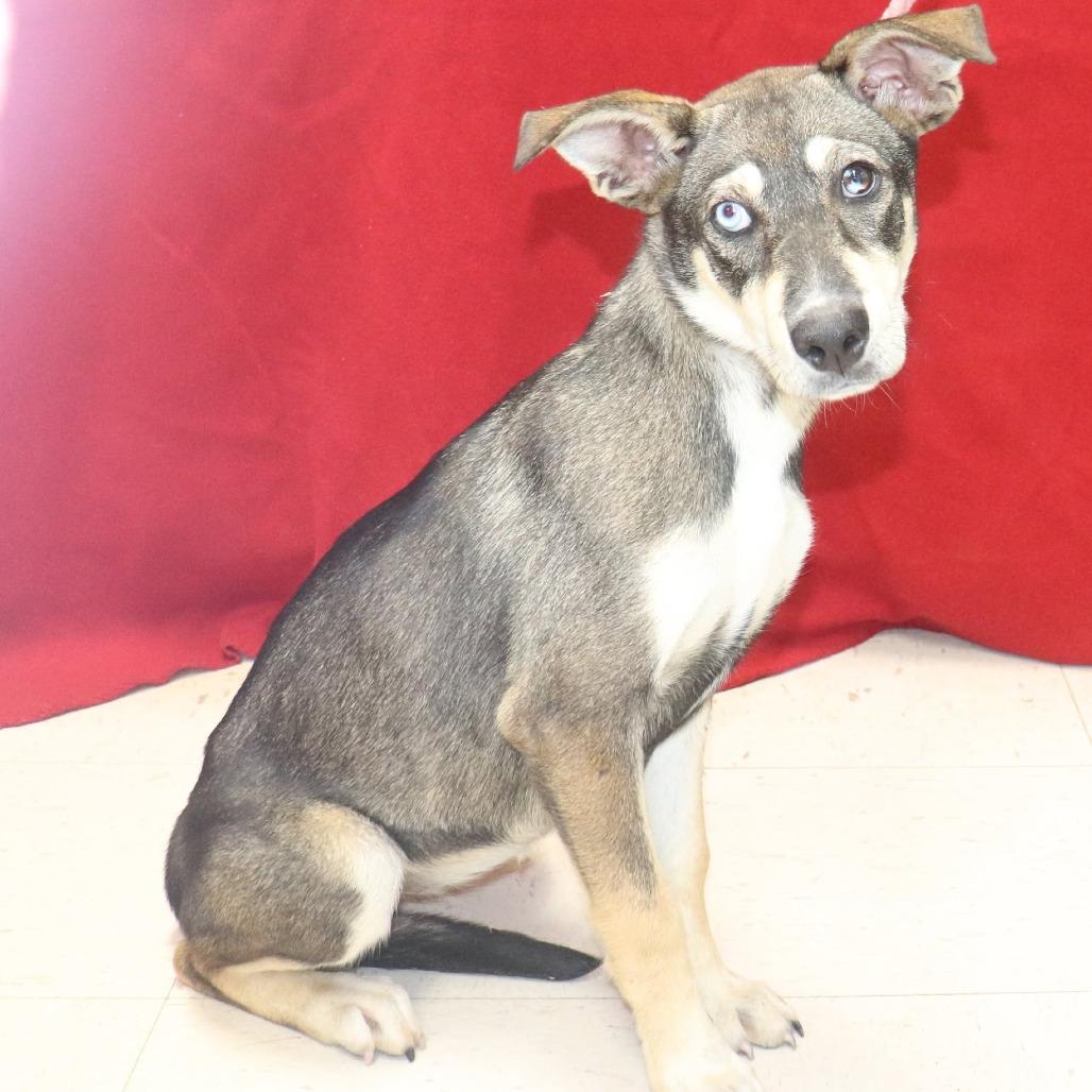 Enlarge Arabella, a Adoptable mixed breed in Bartlett, TN image 2/6