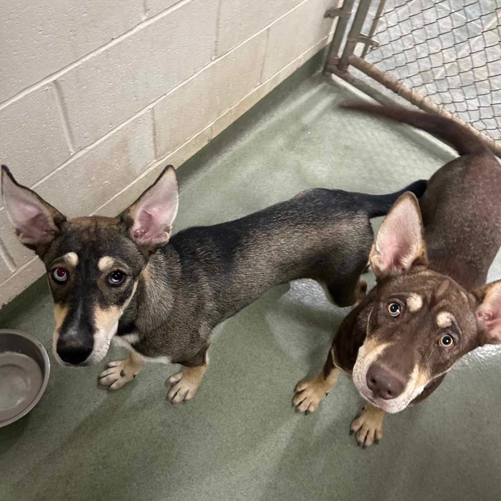 Enlarge Arabella, a Adoptable mixed breed in Bartlett, TN image 3/6