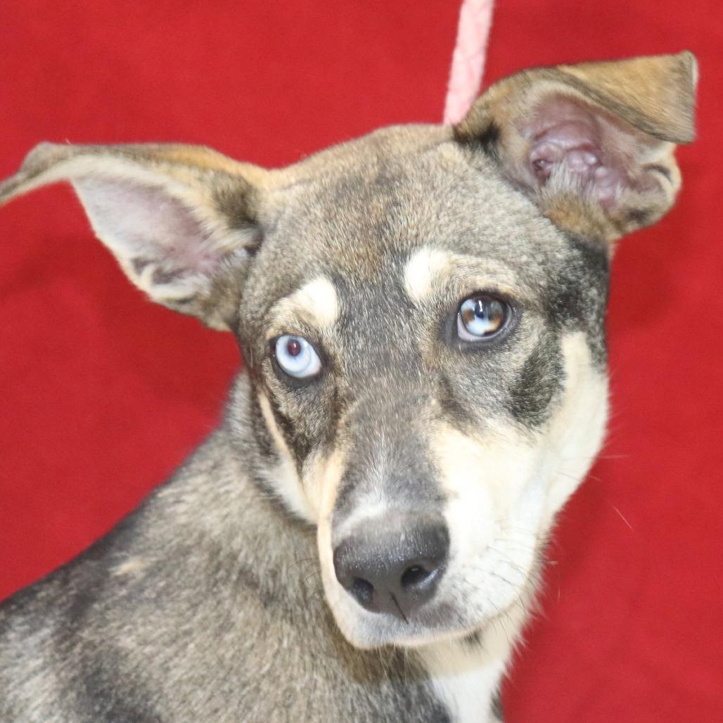 Enlarge Arabella, a Adoptable mixed breed in Bartlett, TN image 4/6