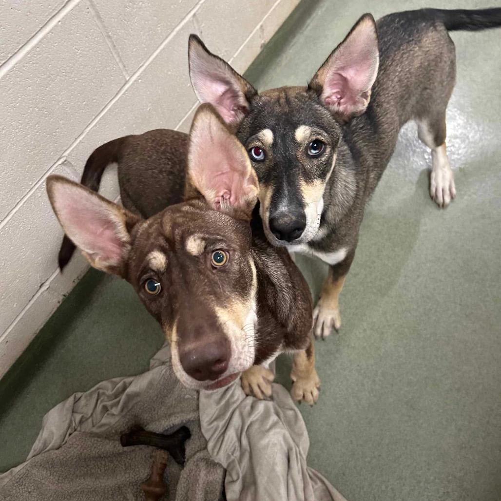 Enlarge Arabella, a Adoptable mixed breed in Bartlett, TN image 5/6