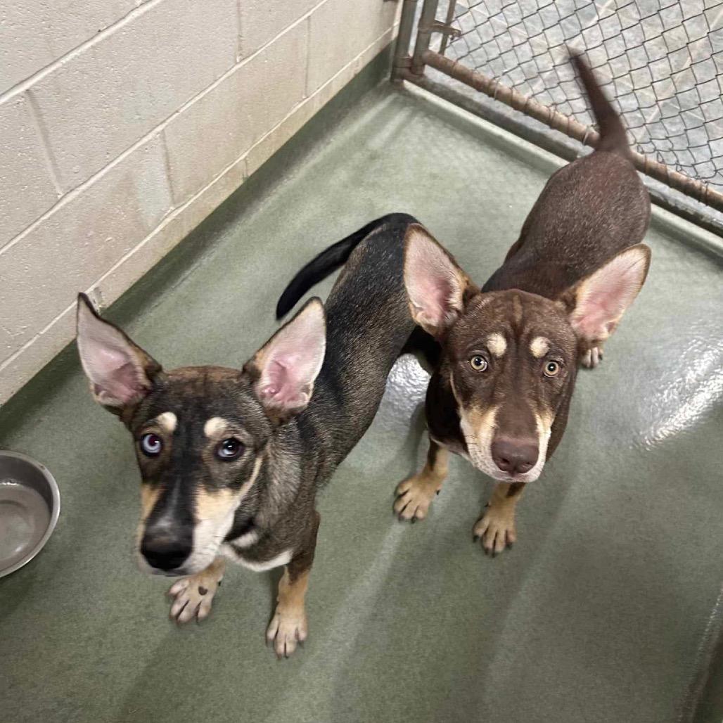 Enlarge Arabella, a Adoptable mixed breed in Bartlett, TN image 6/6