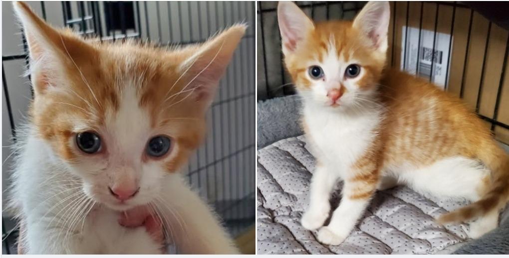 Enlarge Reginald and Oswald, a Adoptable mixed breed in Rockford, IL image 1/2
