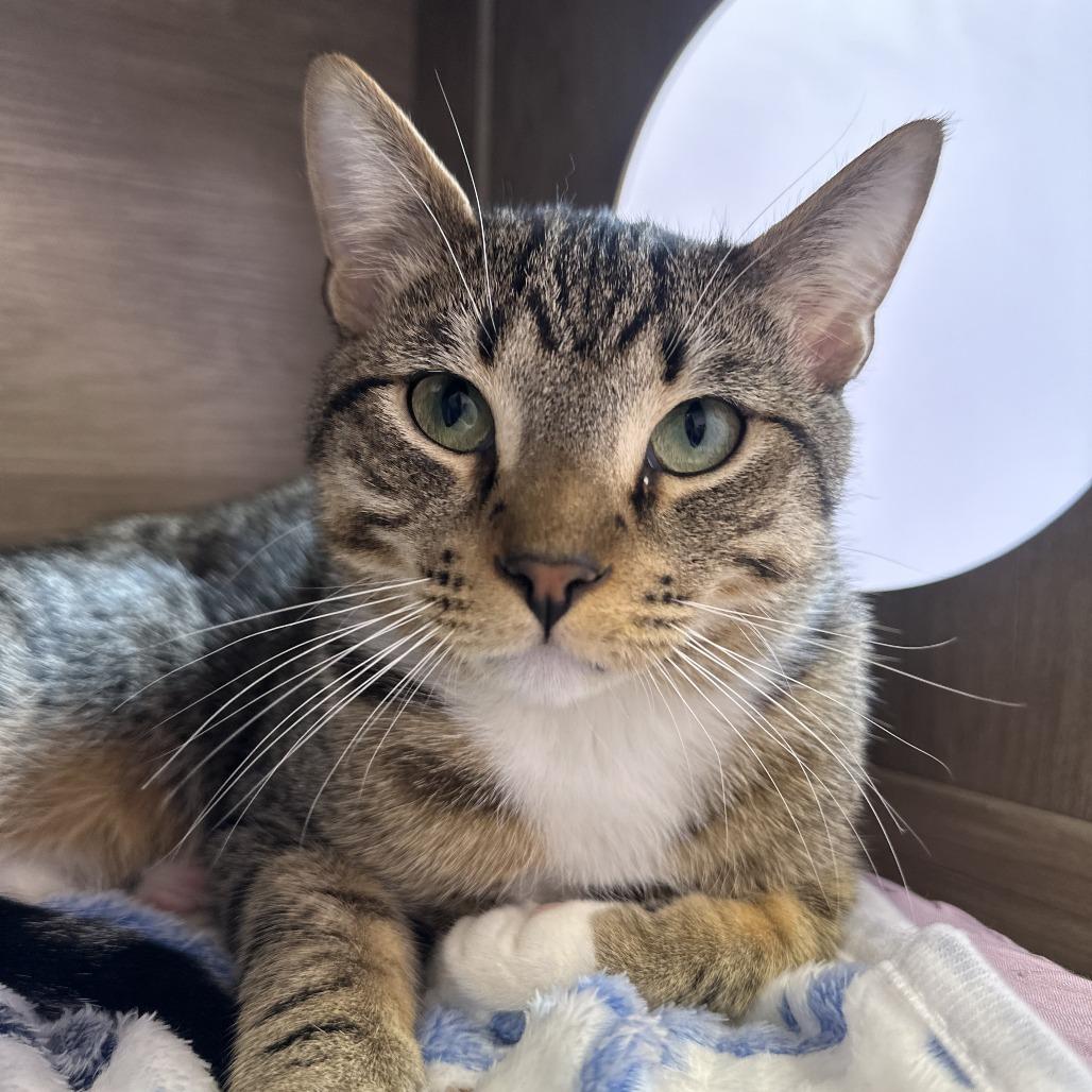 Enlarge Boots, a Adoptable Domestic Short Hair in Boston, MA image 1/4