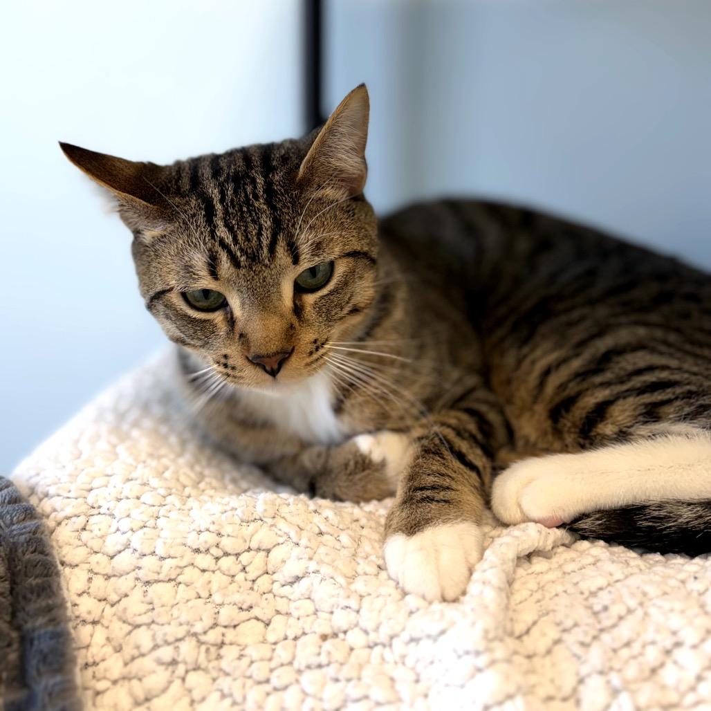 Enlarge Boots, a Adoptable Domestic Short Hair in Boston, MA image 2/4