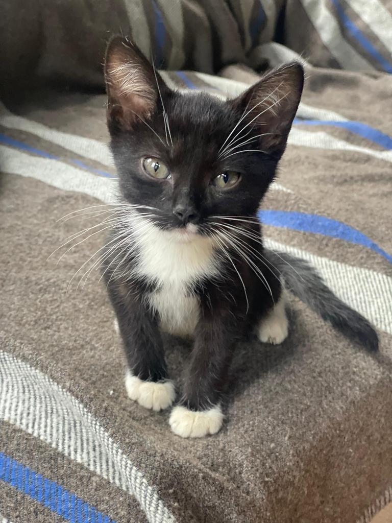 James Bond, Adopted, Kitten Male Domestic Short Hair.