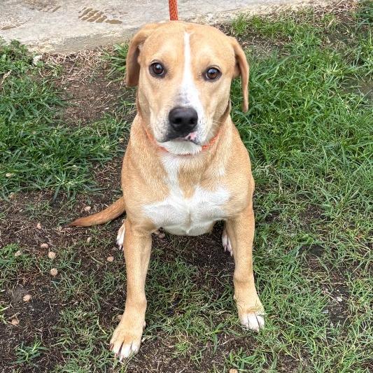 Margarine, Adoptable, Adult Female American Bulldog.