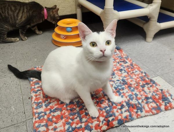 Feta, Adoptable, Young Female Turkish Van.