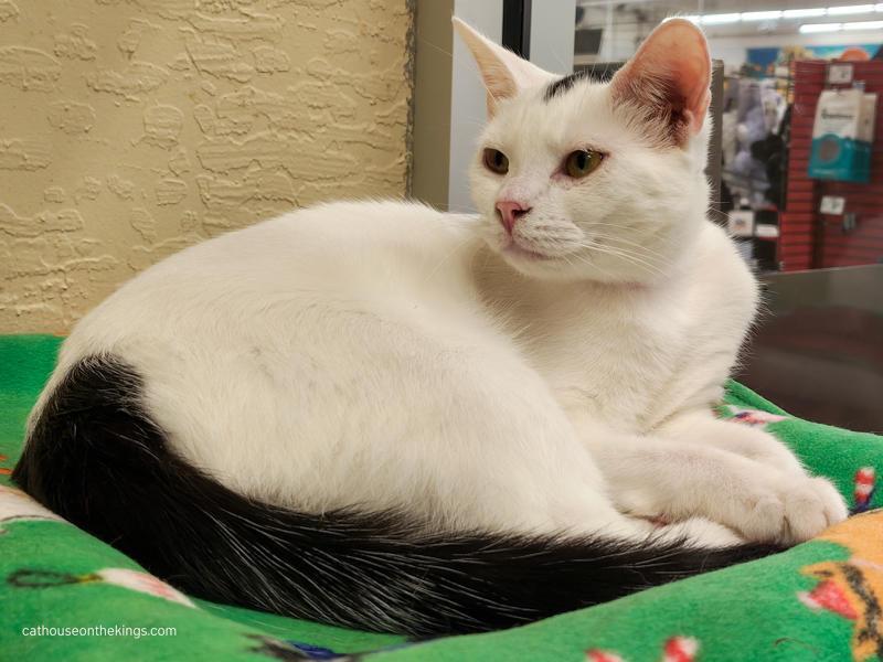 Enlarge Feta, a Adoptable Turkish Van in Parlier, CA image 2/6