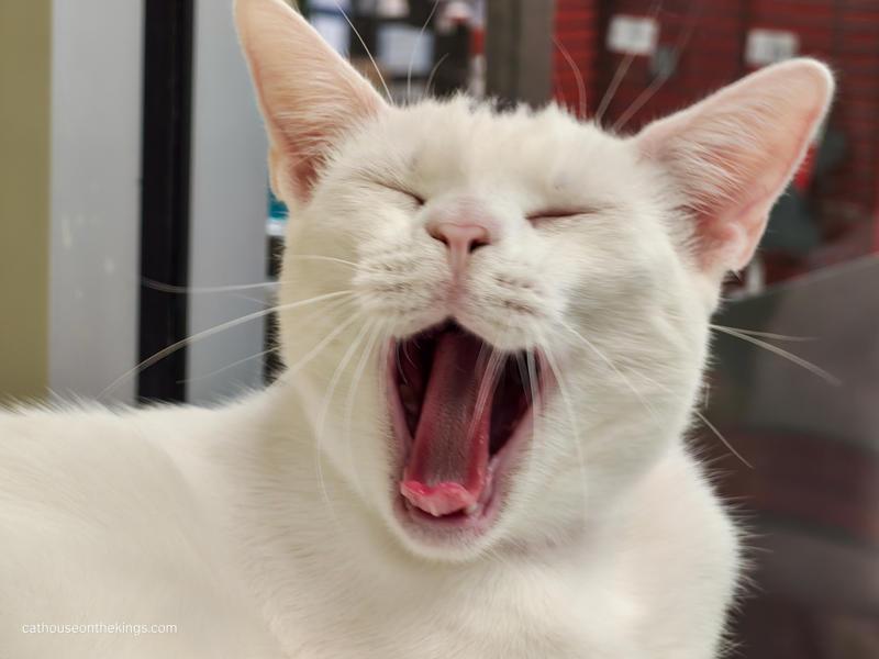 Enlarge Feta, a Adoptable Turkish Van in Parlier, CA image 3/6
