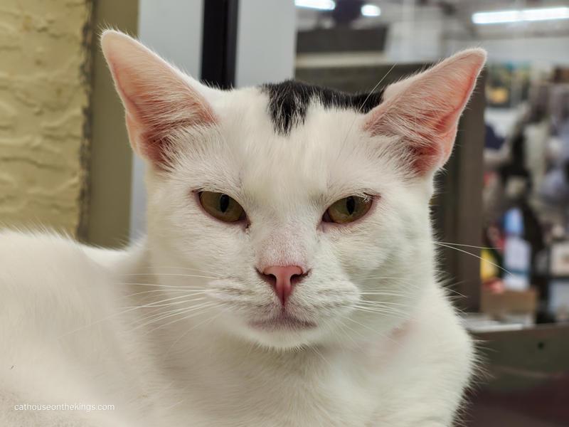 Enlarge Feta, a Adoptable Turkish Van in Parlier, CA image 4/6