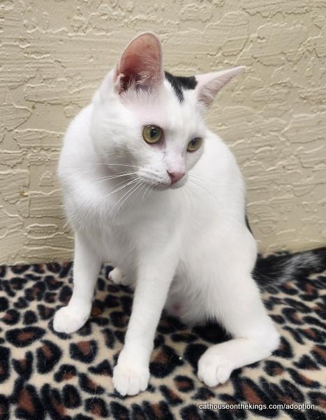 Enlarge Feta, a Adoptable Turkish Van in Parlier, CA image 5/6