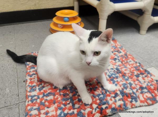 Enlarge Feta, a Adoptable Turkish Van in Parlier, CA image 6/6