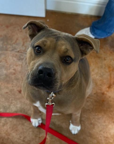 Susie, a Adoptable mixed breed in Bolivar, MO image 1/4