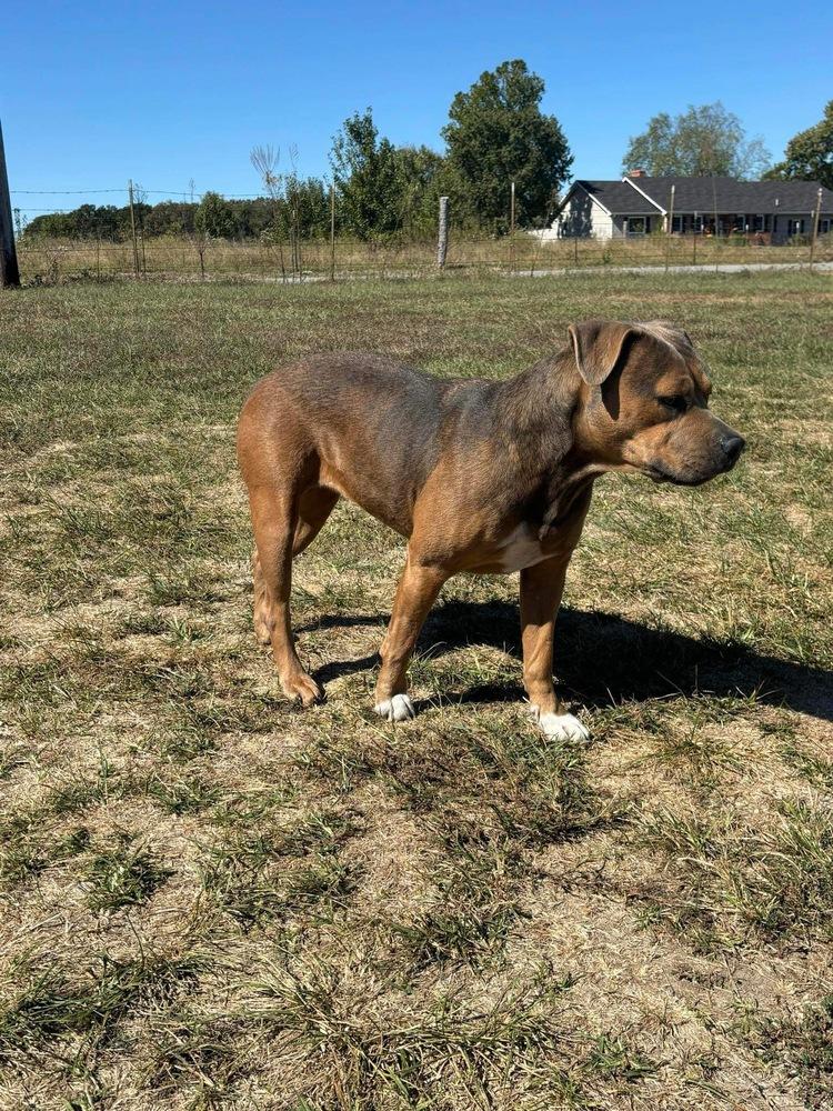 Susie, a Adoptable mixed breed in Bolivar, MO image 2/4