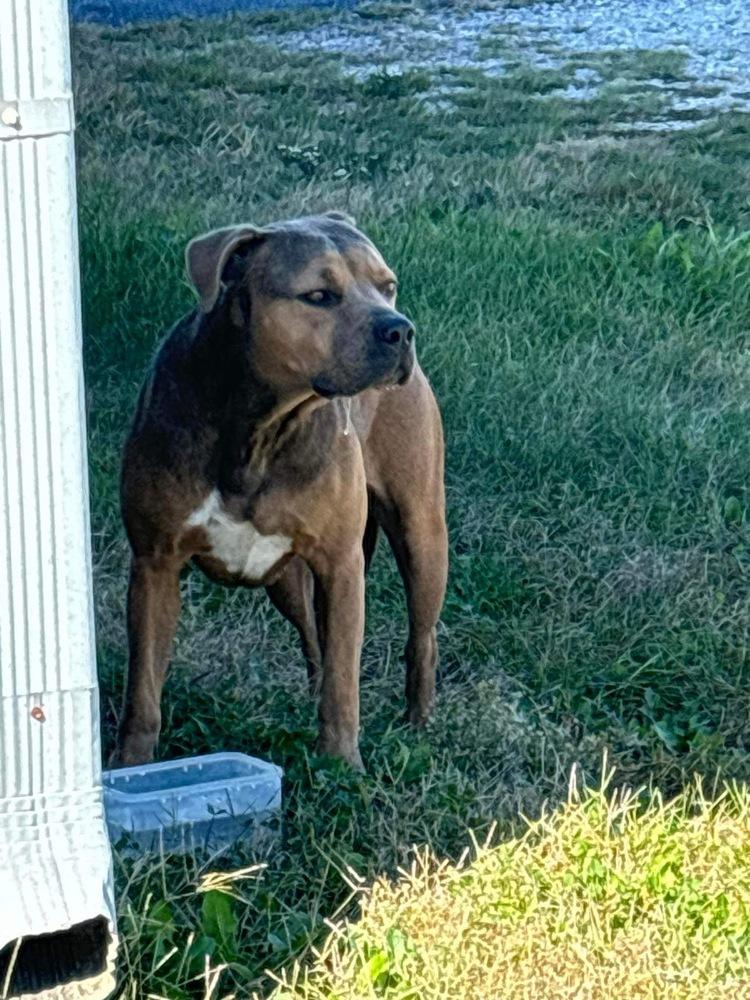 Susie, a Adoptable mixed breed in Bolivar, MO image 3/4