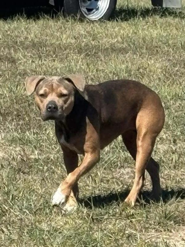 Susie, a Adoptable mixed breed in Bolivar, MO image 4/4
