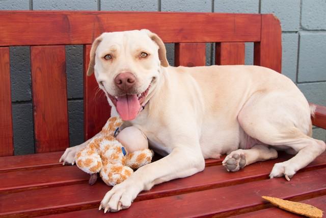 BELLA / CERSEI, Adoptable, Young Female Pit Bull Terrier & Labrador Retriever.