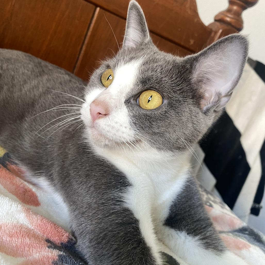 Enlarge Jade, a Adoptable Domestic Short Hair in Herrin, IL image 4/6