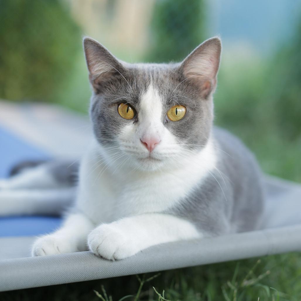 Jade, Adoptable, Adult Female Domestic Short Hair.