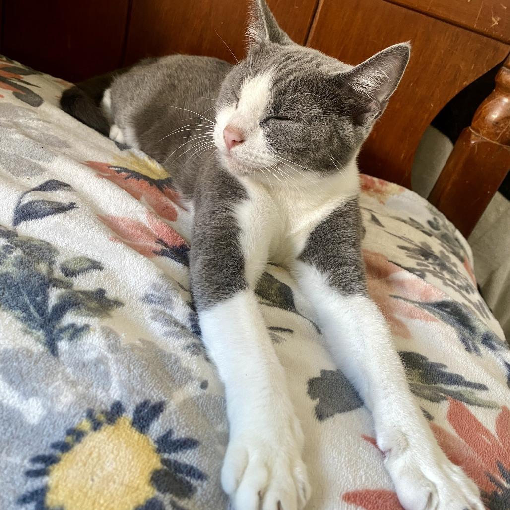 Enlarge Jade, a Adoptable Domestic Short Hair in Herrin, IL image 5/6
