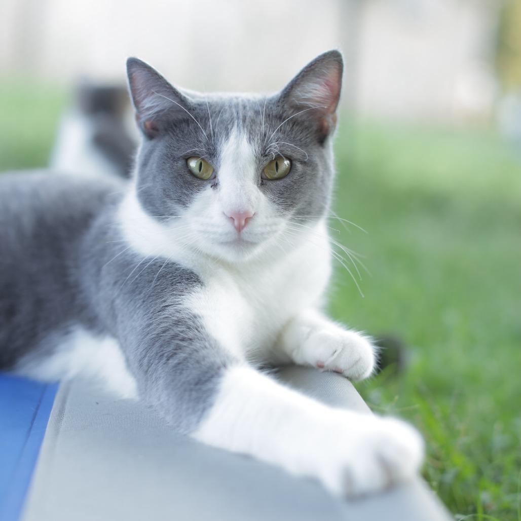 Enlarge Jade, a Adoptable Domestic Short Hair in Herrin, IL image 3/6