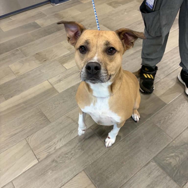 Enlarge Biscuits, a Adoptable mixed breed in Nevada, MO image 2/2