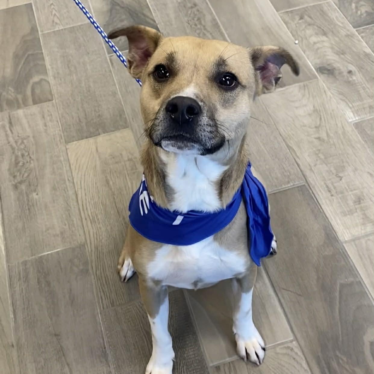 Biscuits, ADOPTABLE, Adult Male American Bulldog.