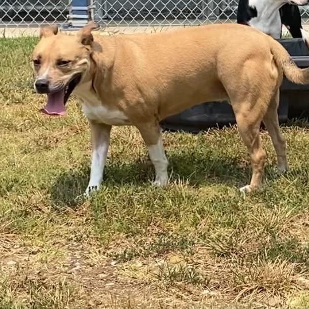 Biscuits, Adoptable, Adult Male American Bulldog.