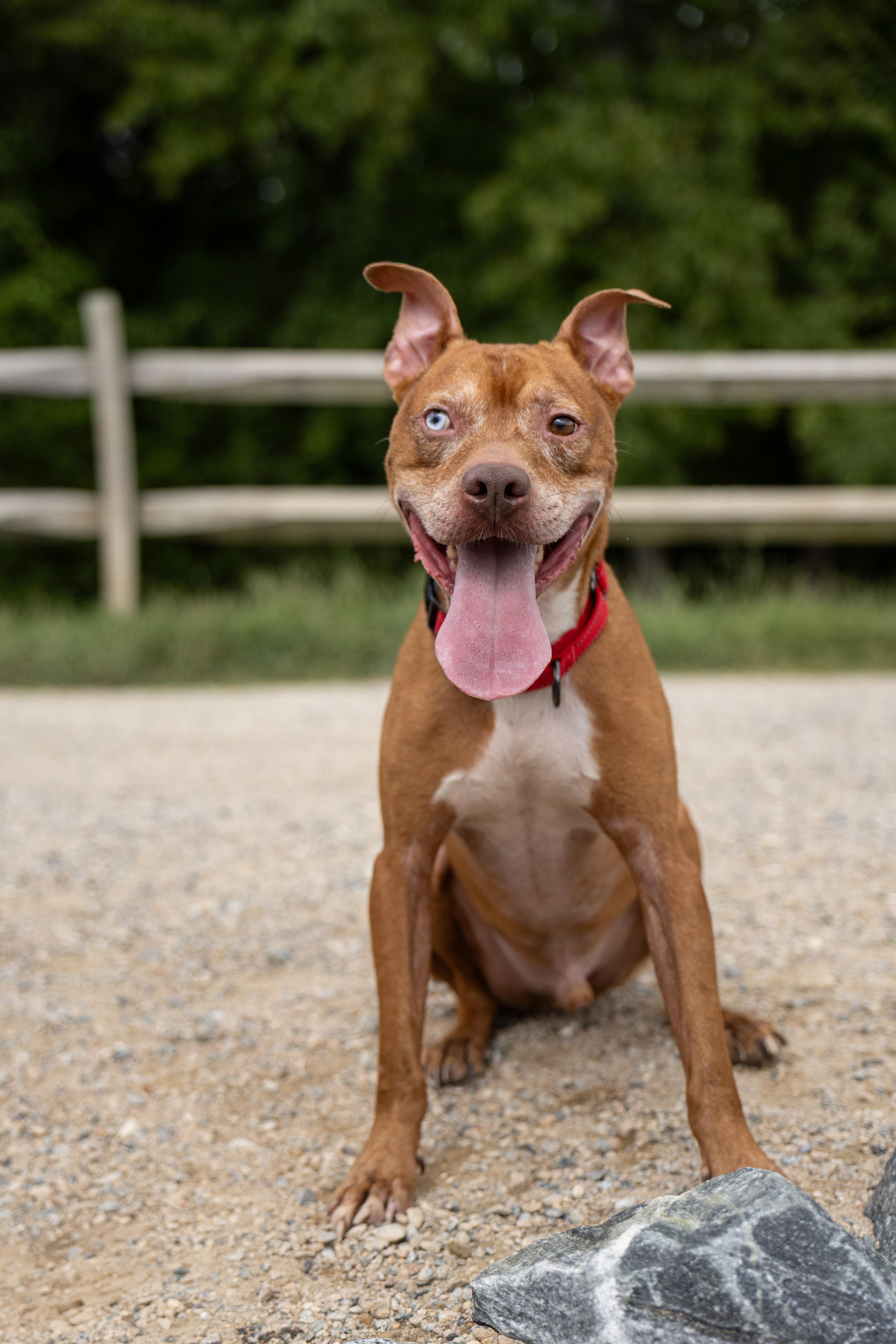 Graham, Adoptable, Adult Male Pit Bull Terrier.