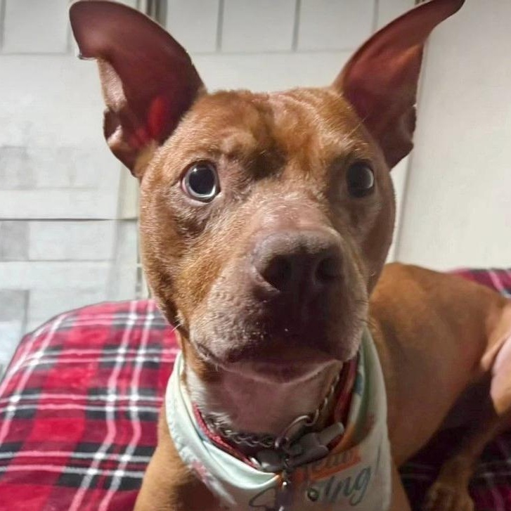 Graham, Adoptable, Young Male Pit Bull Terrier.