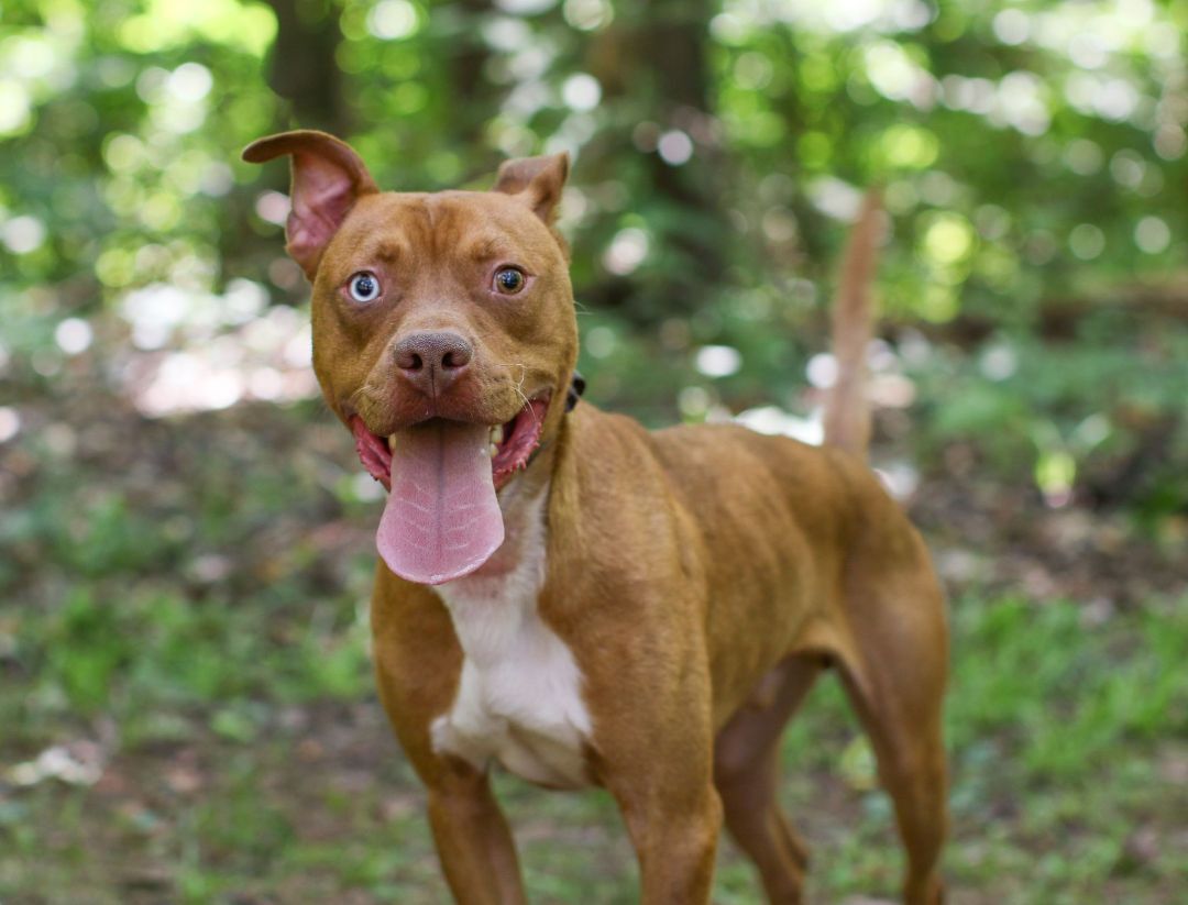 Graham, Adoptable, Young Male Pit Bull Terrier.