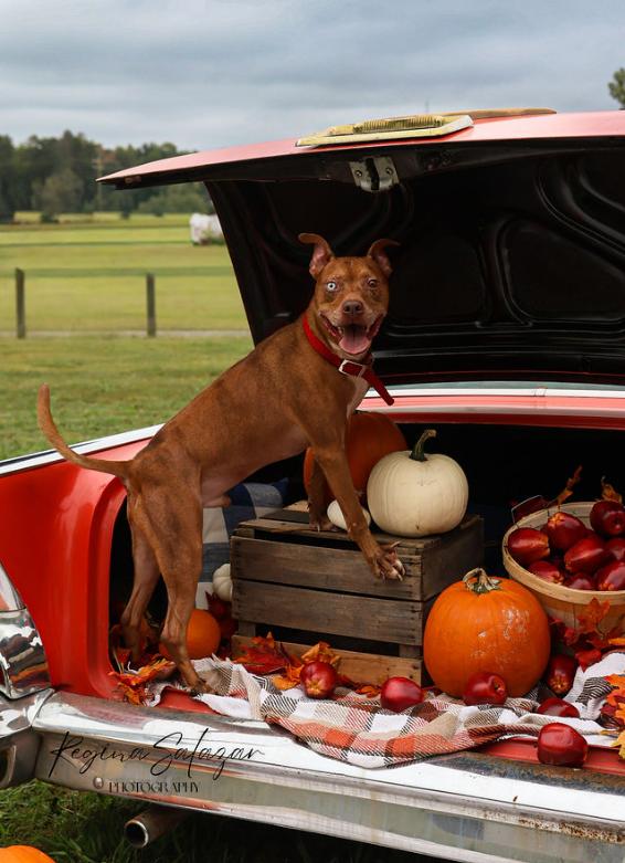 Graham, an adoptable Pit Bull Terrier in Charlotte, NC, 28215 | Photo Image 1