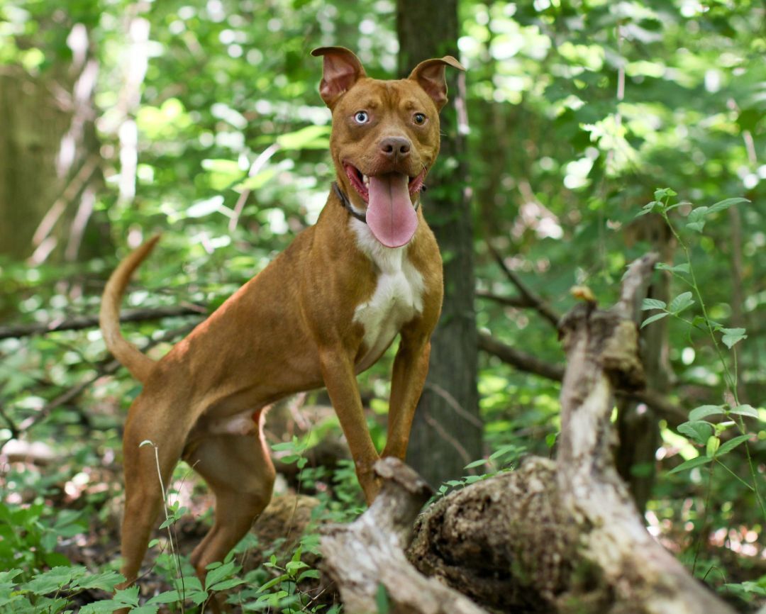 Enlarge Graham, a Adoptable mixed breed in Charlotte, NC image 5/5