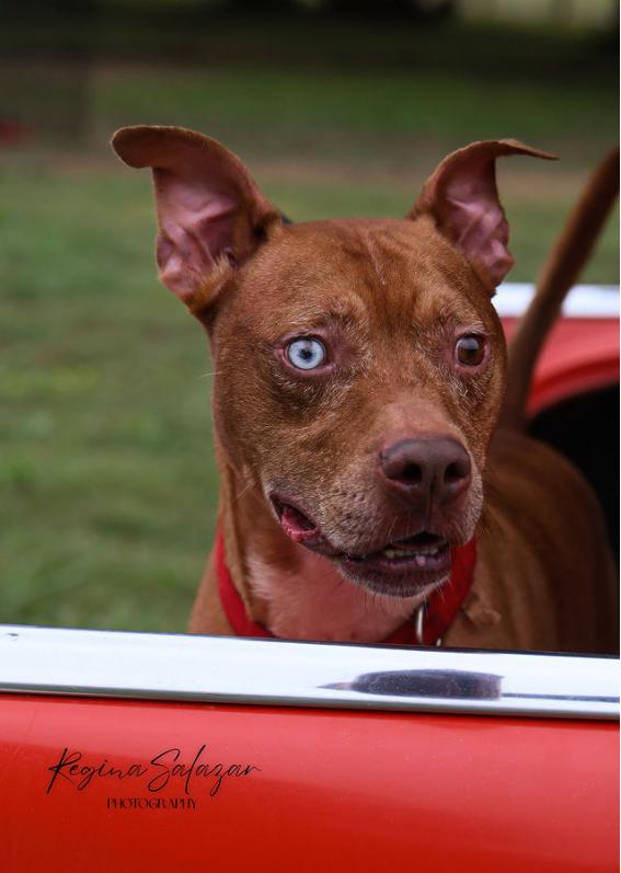 Enlarge Graham, a Adoptable mixed breed in Charlotte, NC image 2/5
