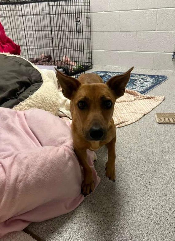 Enlarge Scampi, a Adoptable mixed breed in Phoenix, AZ image 1/6