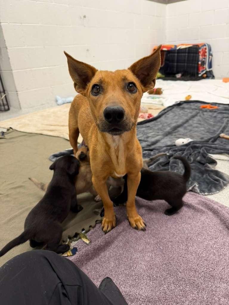 Scampi, Adoptable, Young Female Australian Cattle Dog / Blue Heeler & Corgi.