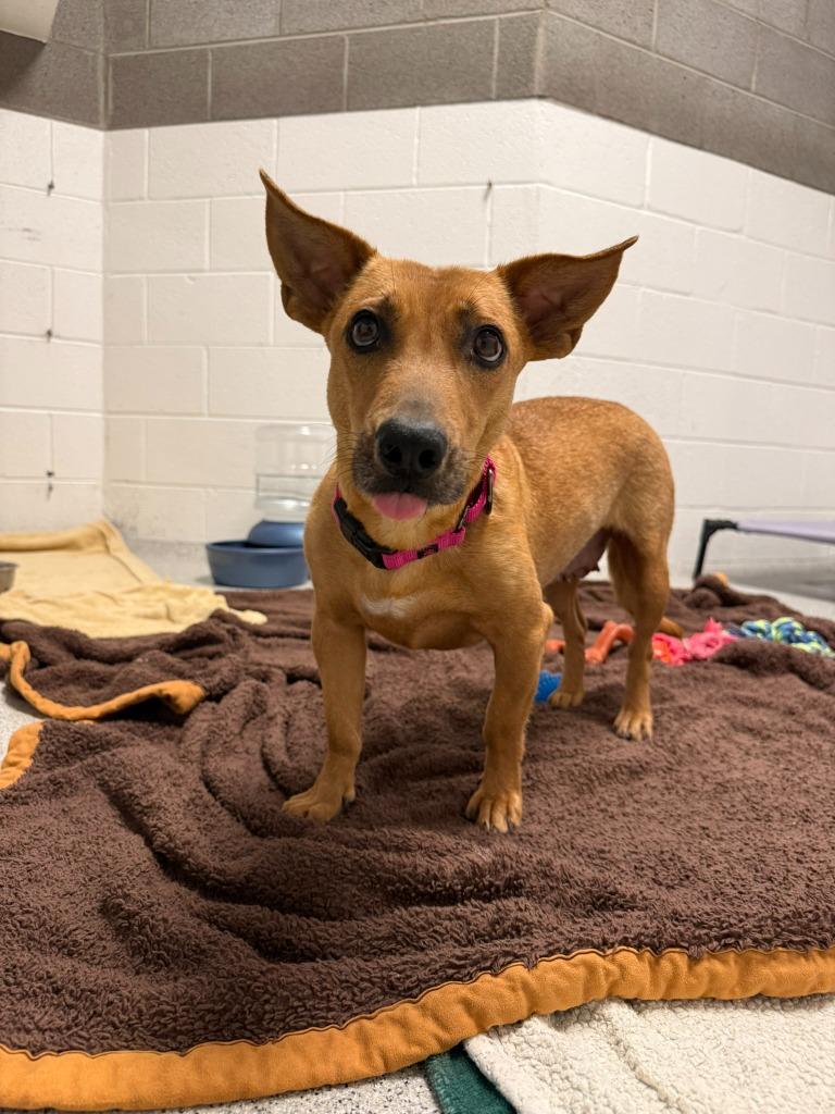 Enlarge Scampi, a Adoptable mixed breed in Phoenix, AZ image 3/6