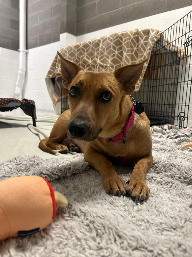 Enlarge Scampi, a Adoptable mixed breed in Phoenix, AZ image 2/6
