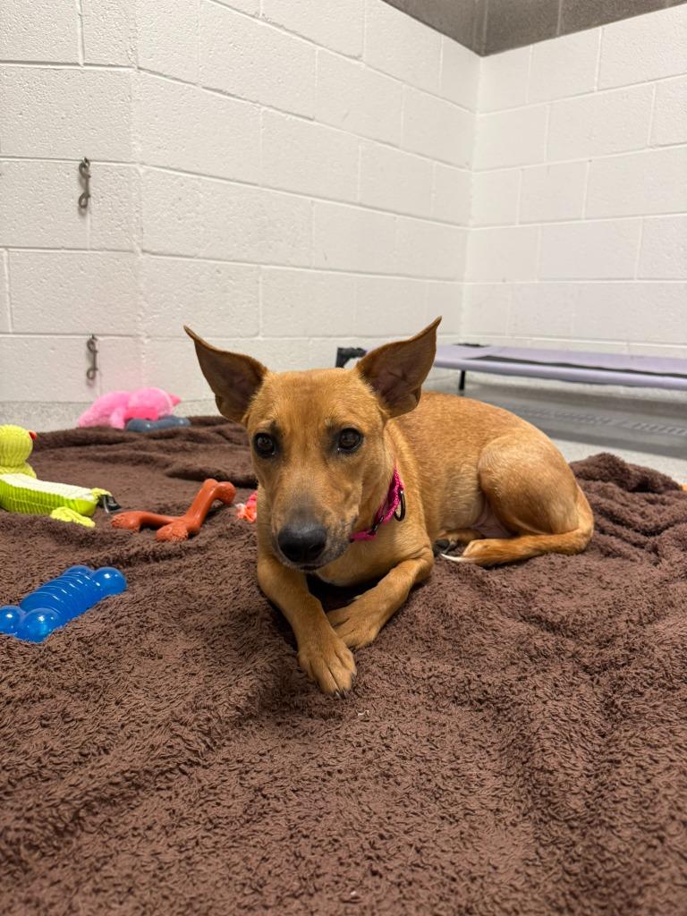 Enlarge Scampi, a Adoptable mixed breed in Phoenix, AZ image 4/6