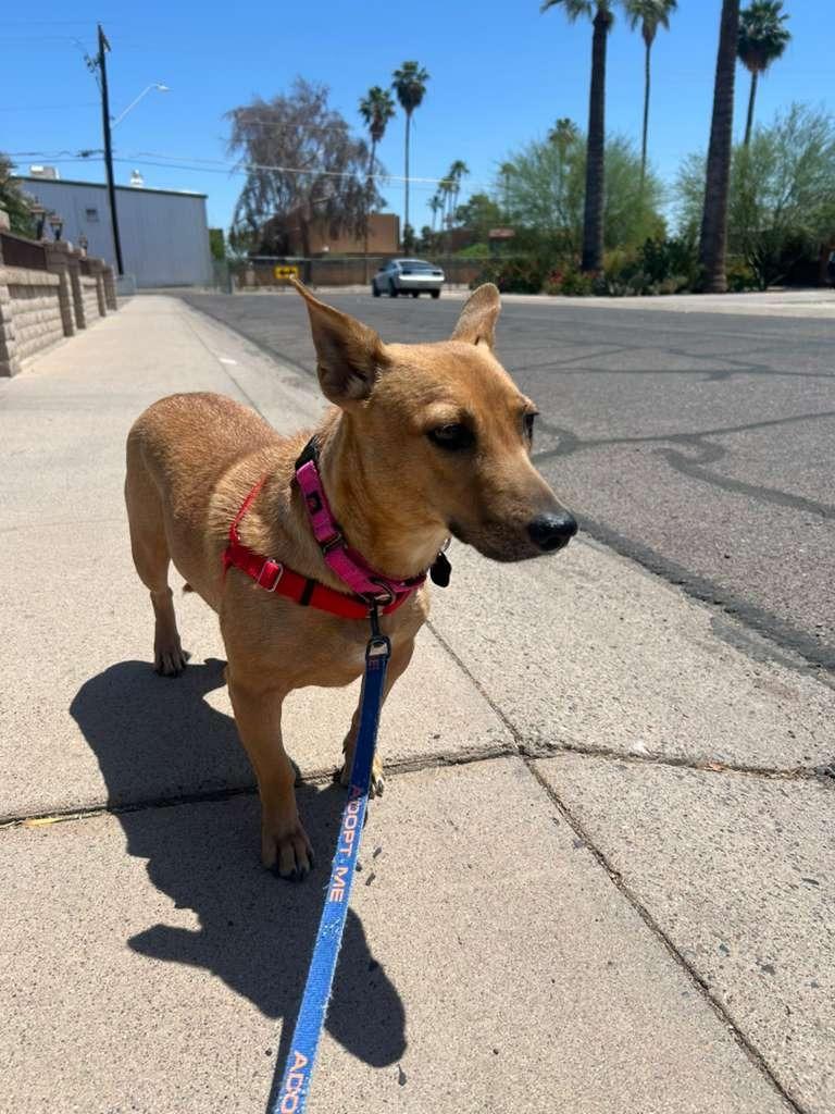 Enlarge Scampi, a Adoptable mixed breed in Phoenix, AZ image 4/6