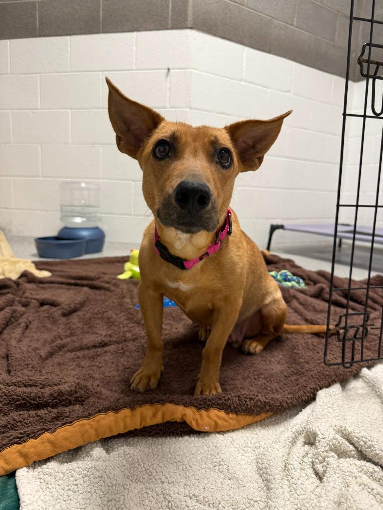 Enlarge Scampi, a Adoptable mixed breed in Phoenix, AZ image 5/6