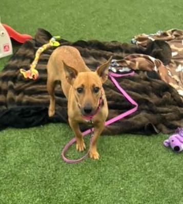 Enlarge Scampi, a Adoptable mixed breed in Phoenix, AZ image 6/6