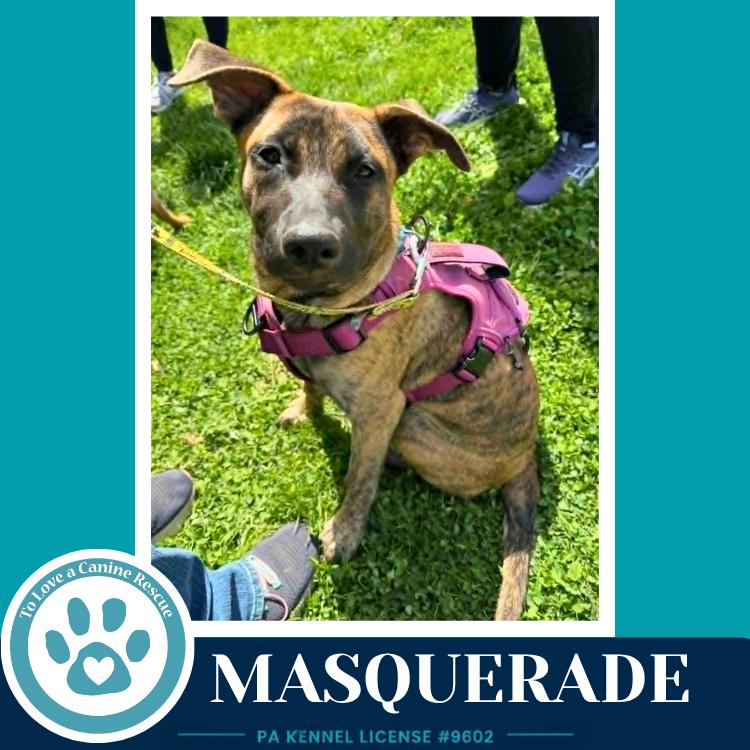 Masquerade (Noelle's Mardi Gras Paw-rade pups) 010326, Adoptable, Puppy Female Shepherd & Pit Bull Terrier.