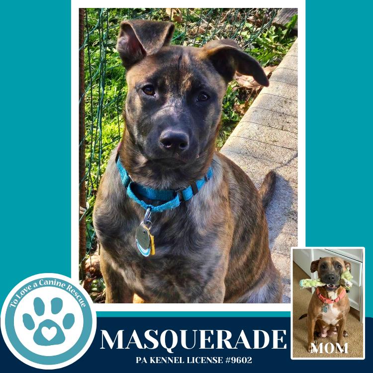 Masquerade (Noelle's Mardi Gras Paw-rade pups) 010326, Adoptable, Puppy Female Shepherd & Pit Bull Terrier.