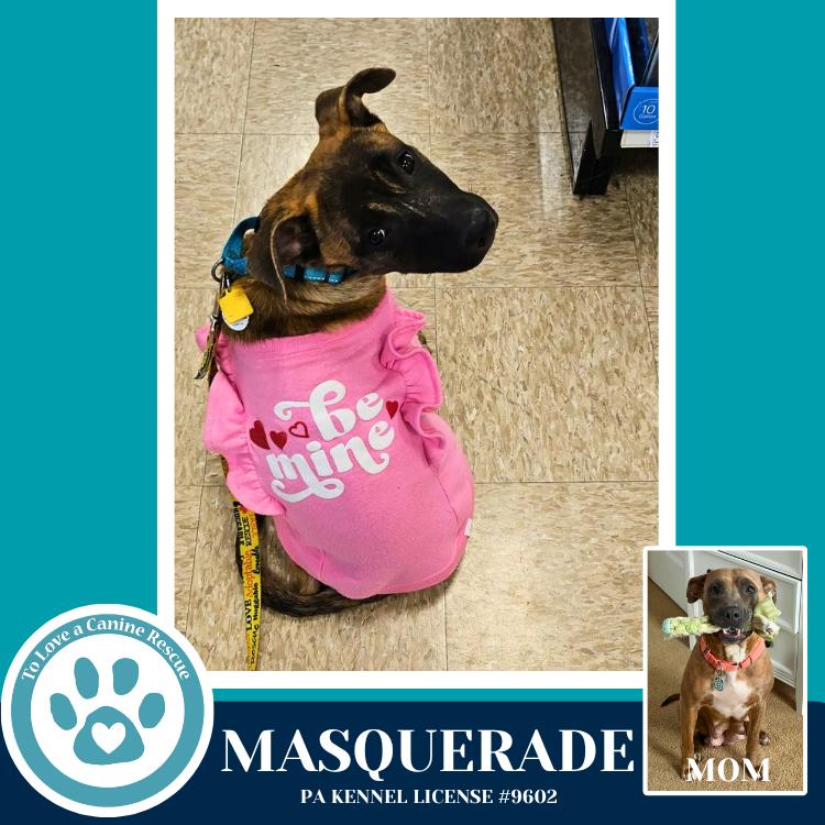 Enlarge Masquerade (Noelle's Mardi Gras Paw-rade pups) 010326, a Adoptable mixed breed in Kimberton, PA image 3/6