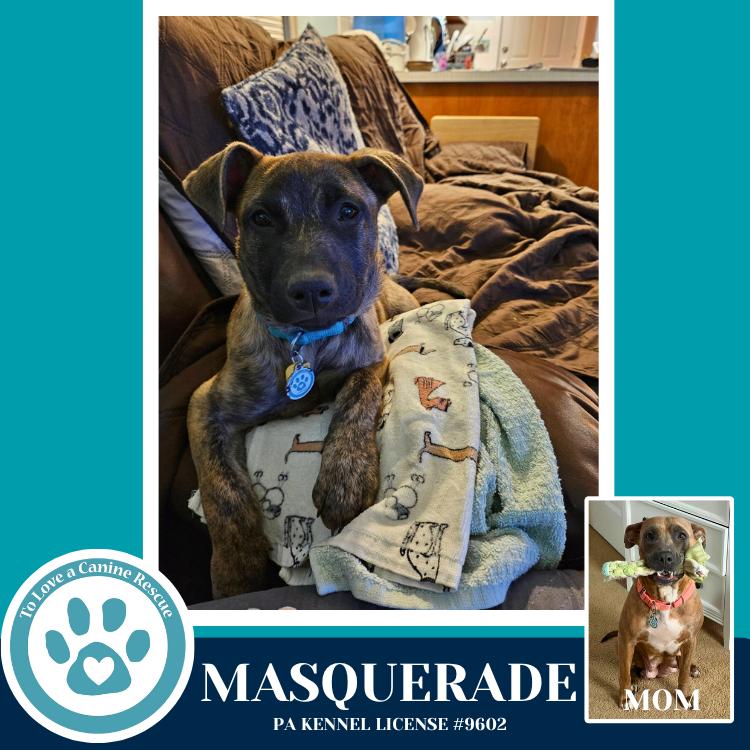 Enlarge Masquerade (Noelle's Mardi Gras Paw-rade pups) 010326, a Adoptable mixed breed in Kimberton, PA image 2/3