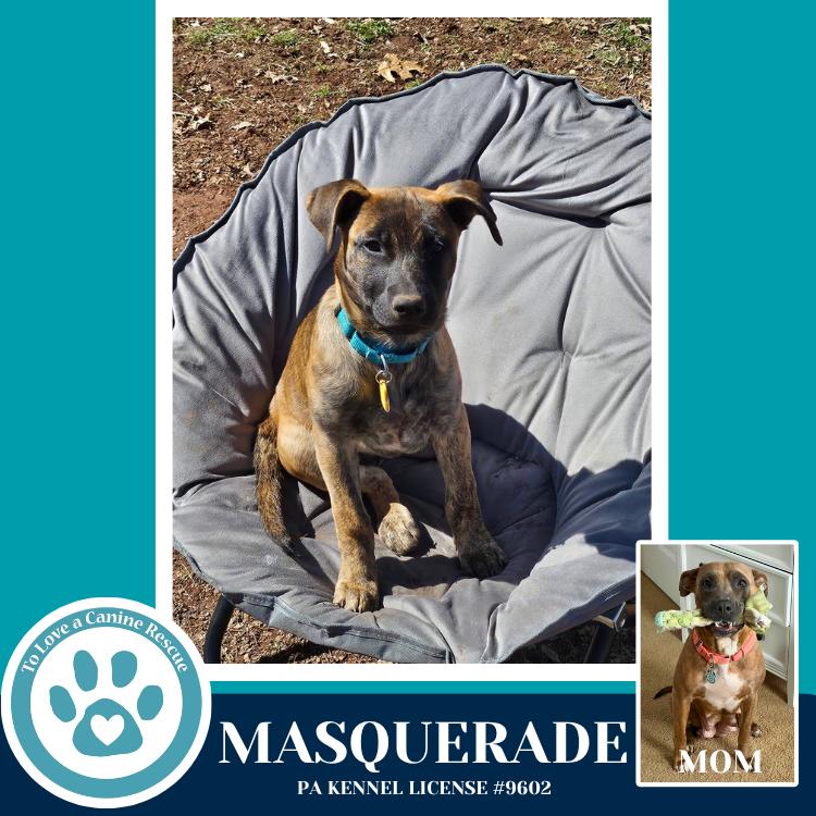 Enlarge Masquerade (Noelle's Mardi Gras Paw-rade pups) 010326, a Adoptable mixed breed in Kimberton, PA image 3/3