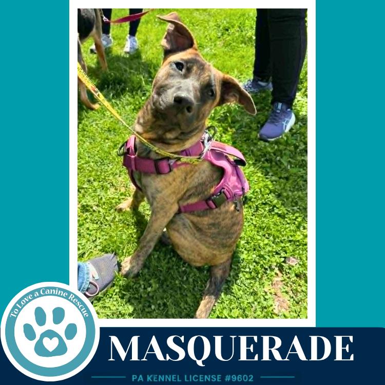 Enlarge Masquerade (Noelle's Mardi Gras Paw-rade pups) 010326, a Adoptable mixed breed in Kimberton, PA image 6/6