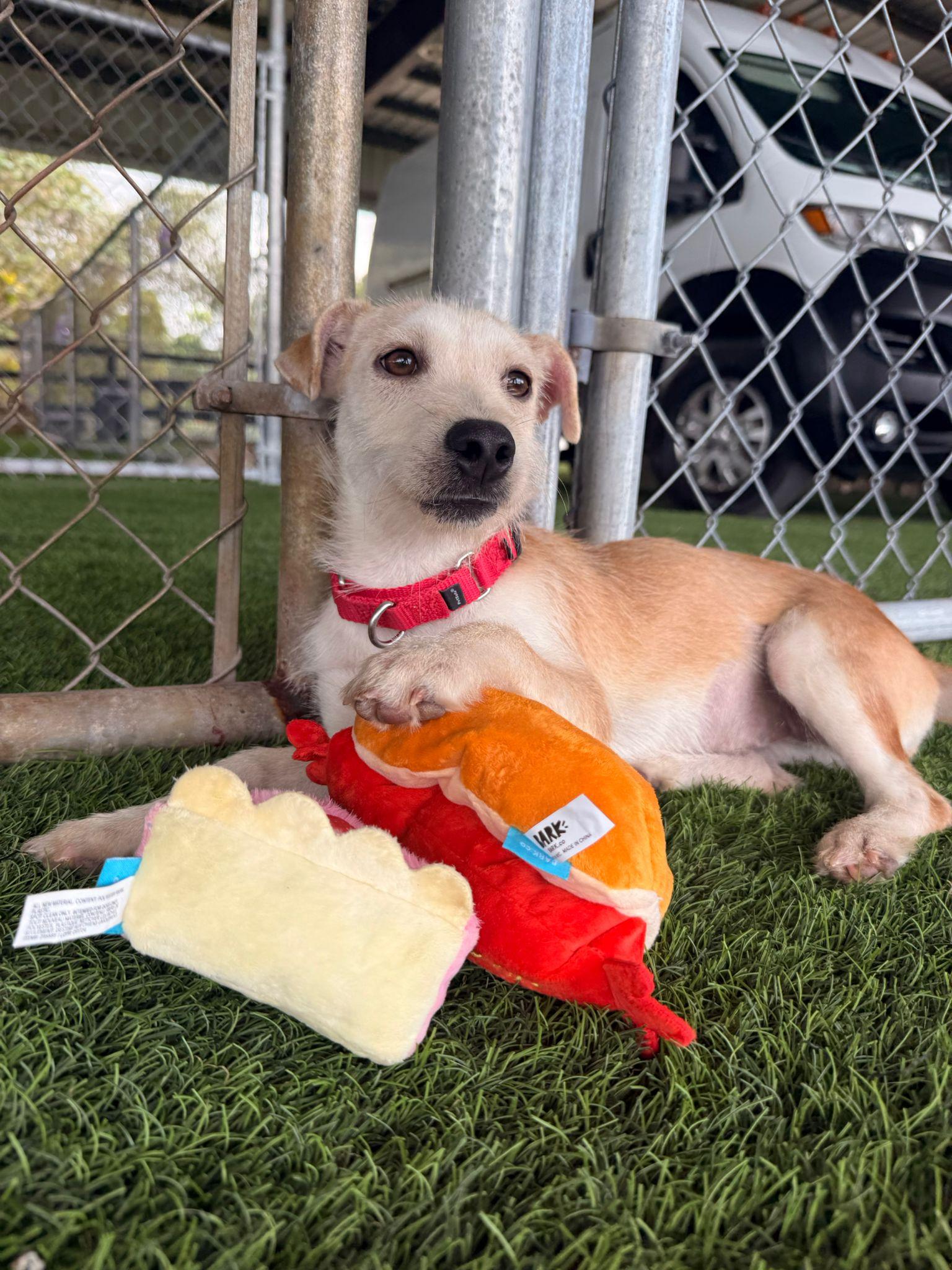 Olive, a Adoptable mixed breed in Brooklyn, NY image 4/5